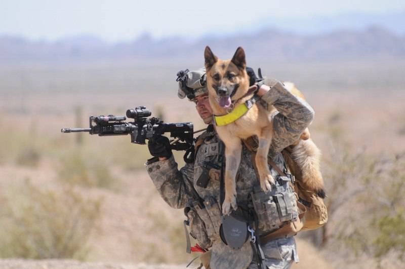 [Image: Soldier-German-Shepherd-800x5311.jpg]