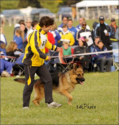 Kirchenwald store german shepherds