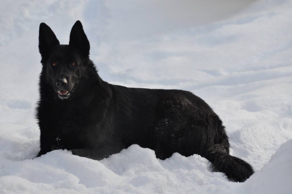 Ebony says it's great to lay in the snow