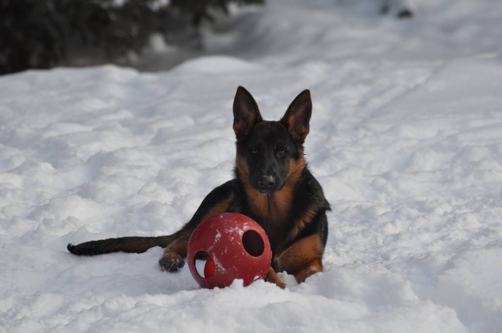 I look so pretty laying in the snow with my favorite toy