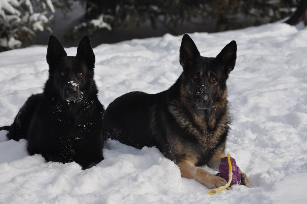 Ebony and Walker look good toether in the snow don't you think?