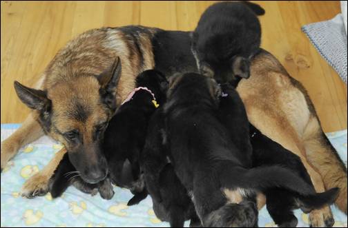 Funny is a saint---being mobbed by her litter and Allie's litter,