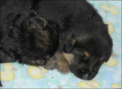 Nap time, pups are 3 weeks old in these pictures