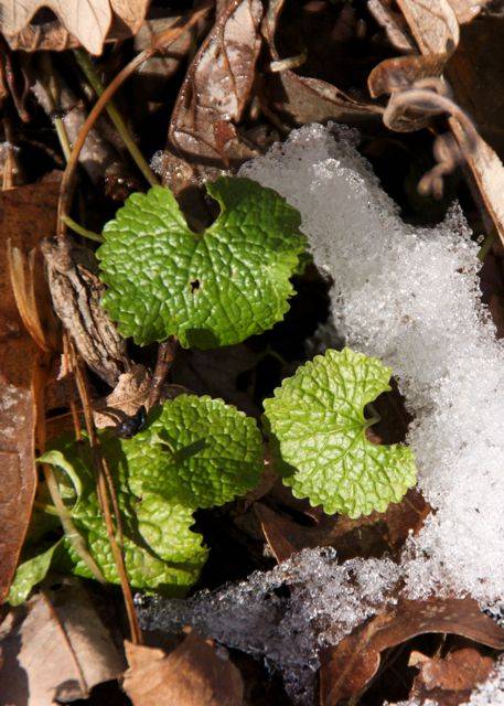 Green thing #1 - Garlic Mustard