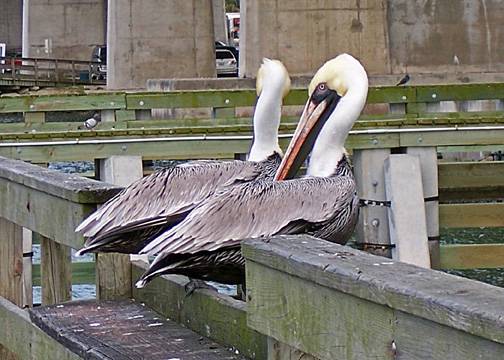 pelicans-01-24feb07