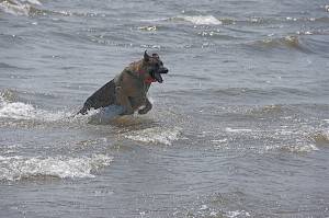 Body Surfin' Pup