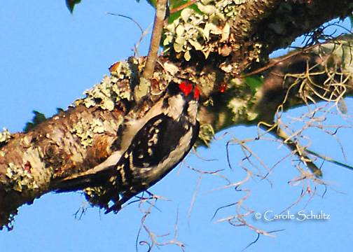 woodpecker-31may09_cs_052