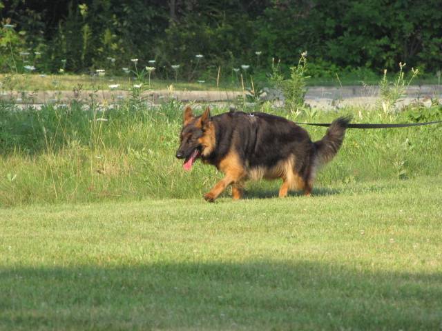 Nice shot in motion, she's air scenting but that's okay for AKC