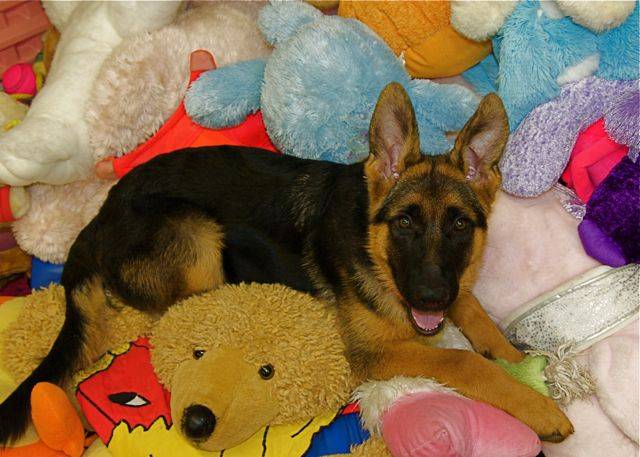 Gracie is surrounded by just a few of her presents as she celebrates her 4 month birthday