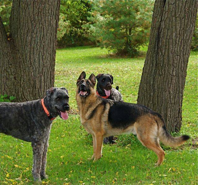 Johnny Angel and his Bouvier pals, Luc and Jack, on squirrel patrol