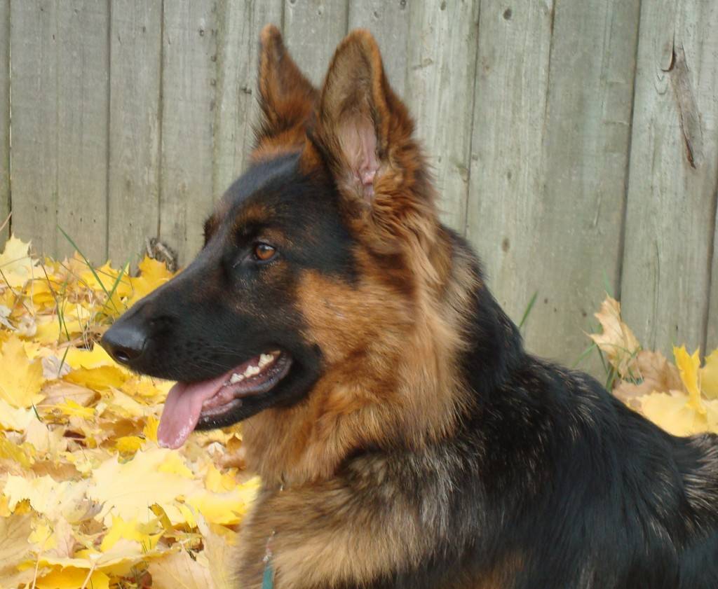 Some pretty fall leaves from a few weeks ago.  Her ear fluff needed trimmed...