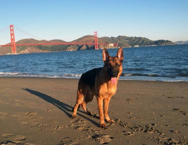 Posing on the beach in front of the Golden Gate Bridge.