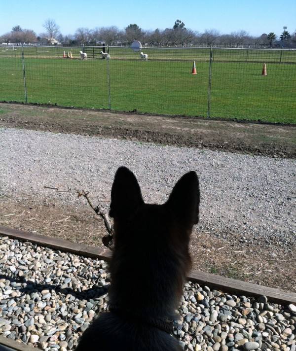 Batman is quite fixated on those sheep.