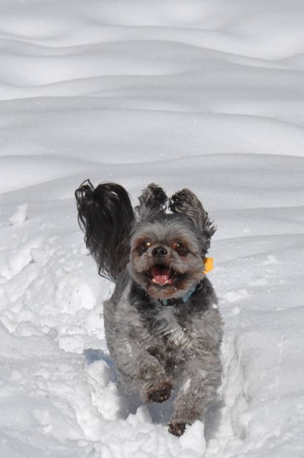 Louie is one happy little Shih Tzu