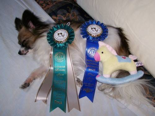Lucy tired after getting her Novice Jumpers with Weaves title at the Papillon National Specialty in 2009.