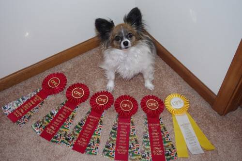 Lucy and I competed in 3 shows this month, all classes are in Level 5: 5/5/13- Dexter, MI: Standard- Q, 2nd/6, Fullhouse- Q, 2nd/7, Jumpers- Q, 2nd/6; 5/11/13-Dexter, MI: Fullhouse-  Q, 3rd/5, Jumpers-  Q, 3rd/5, Snooker- NQ-my fault!  I sent her to the wrong jump and she followed like a good girl!; 5/25/13-Delta, OH-Standard- Q, 2nd/3, Jumpers- Q, 2nd/2, Jackpot- NQ-she decided she was done after a jump and ran to the table to end the run, finishing with 40 points, when we needed 44 points.  Silly girl!   