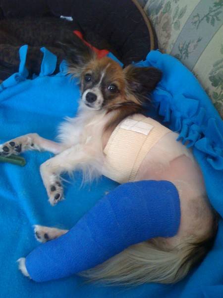 Lucy after her patellar surgery.  