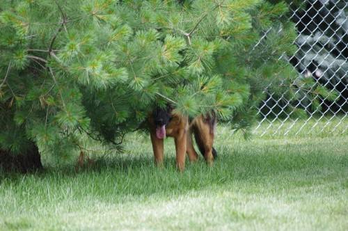 Shh, I'm hiding in the trees so that I can dig.
