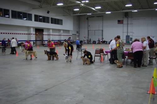 The herding group that she won second in.  The same dogs were in the other shows, alternating places.  The first place dog in show 1 and 2 was a Czechoslavakian Wolfdog.  It ended up injuring itself and the owner still tried to show it, but it was non-weight bearing on one of its hind legs.  It didn't end up showing in the group.
