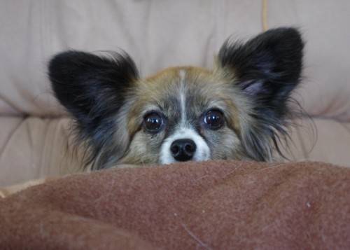 Lucy wants to know if the crazy puppy is gone yet so she can come out of hiding