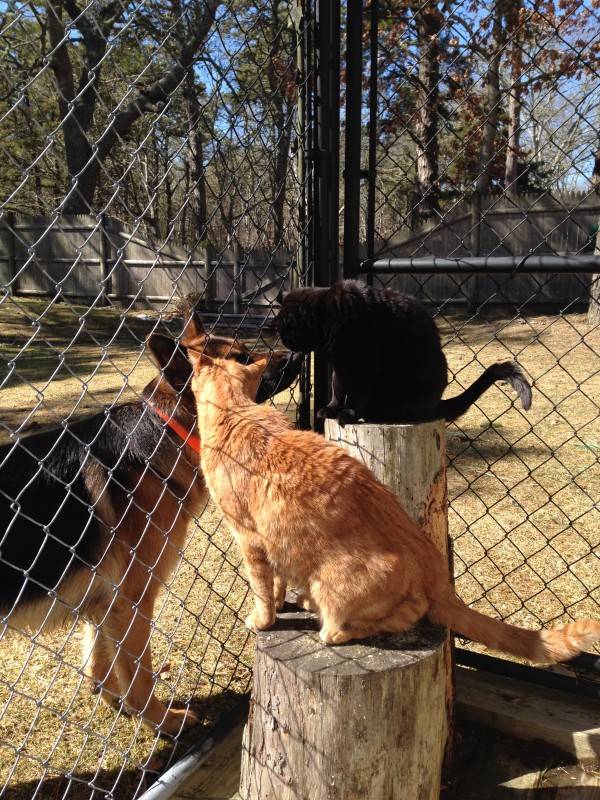 3-8-14 Cats in the sun 022