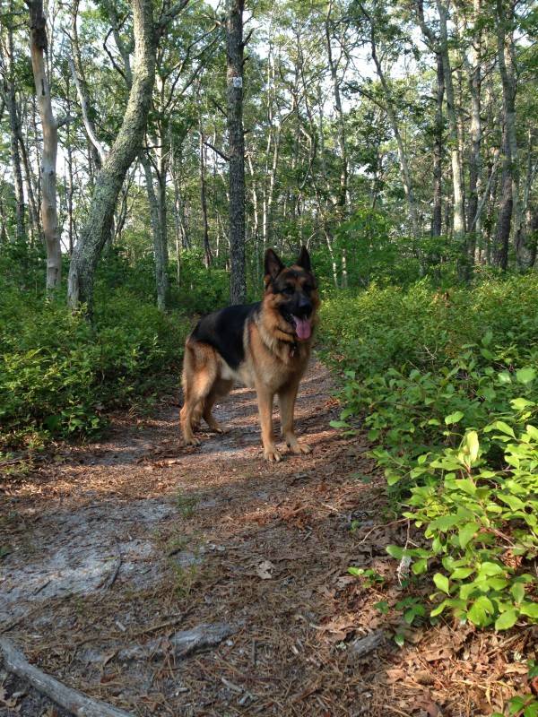 Kirchenwald store german shepherds