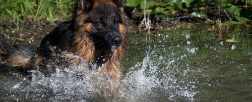 Aslan splash 1