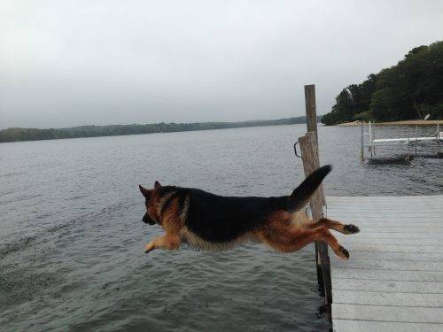 9-8-16-dock-diving-2