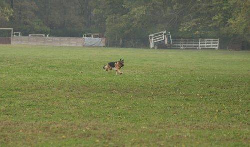 aiden-lure-coursing-1