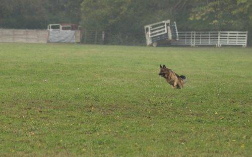 aiden-lure-coursing-2