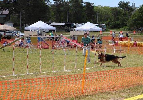 6-16-17 Aiden at the CCKC Agility Trial (15)