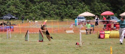 6-16-17 Aiden at the CCKC Agility Trial (21)