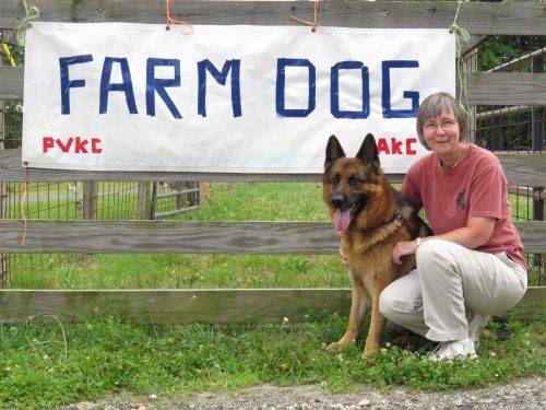 6-25-17 Alta-Tollhaus Aiden - Farm Dog Test 1 (1)