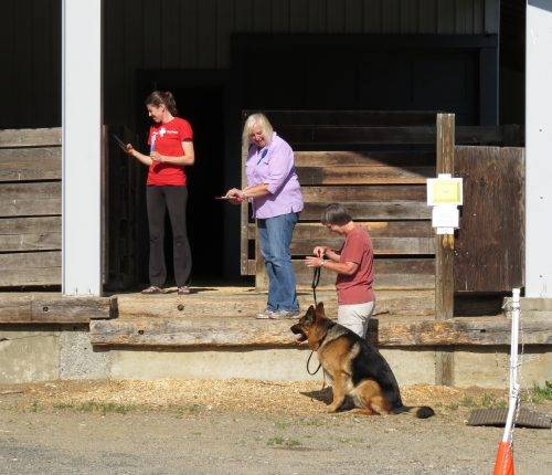 6-25-17 Alta-Tollhaus Aiden - Farm Dog Test 2 (1)