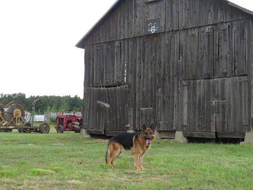 6-25-17 Farm Dog Test (17)