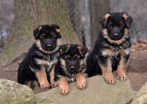 3 pups b
