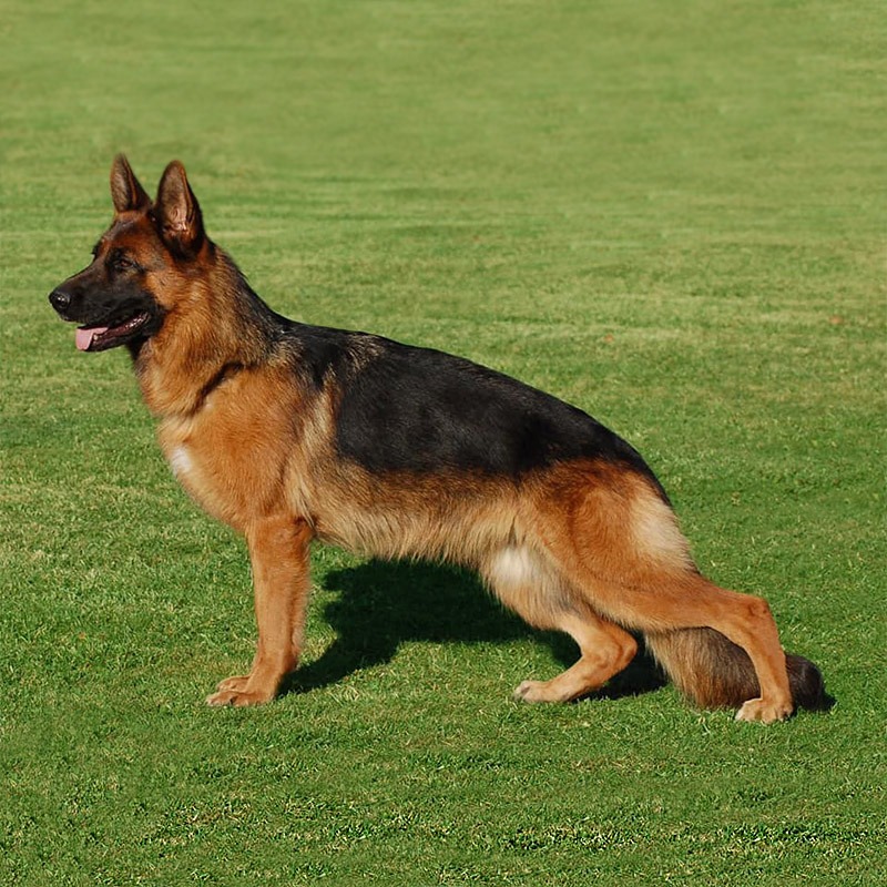 Short Long Haired Black and Red German Shepherd Puppy Breeder